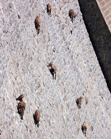 20101015 - Alpine Ibex, Capra ibex - 아이벡스.jpg 50m 댐 벽 오르는 ‘스파이더’ 염소떼 - 신기 명기!!!